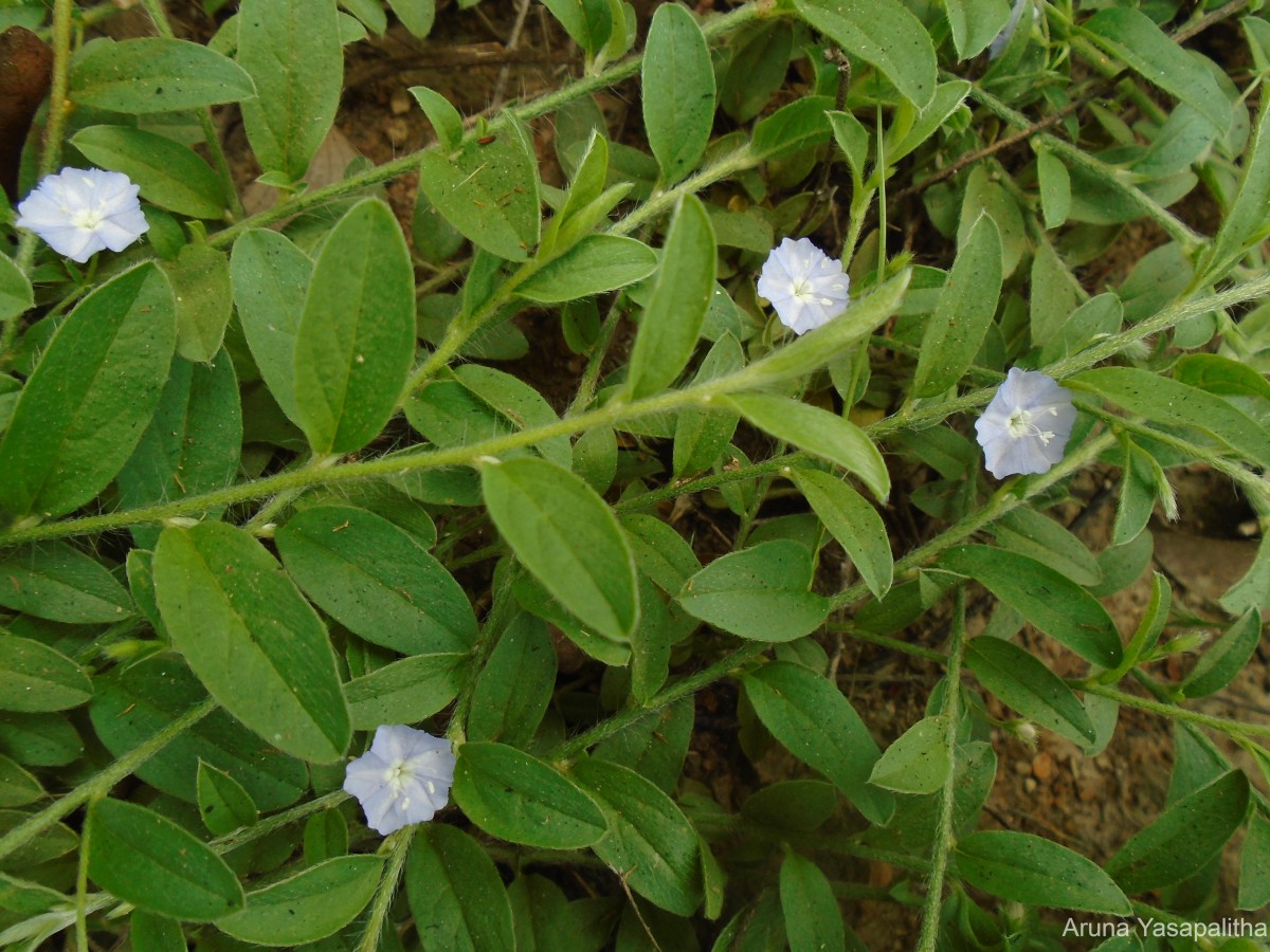 Evolvulus alsinoides (L.) L.